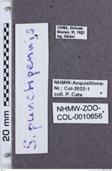 Etikette zu Sinophotistus punctipennis (NHMW-ZOO-COL-0010656)